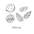 Set of nuts on a white isolated background. Walnuts whole, peeled and unpeeled, leaves. Hand-drawn doodles. Vector illustration
