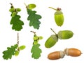 Set of oak leaves and acorns isolated on white