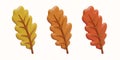 Set of oak leaves of different colors. Yellow, orange, red forest flora