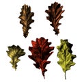 A set of oak leaves