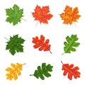 A set of oak and maple leaves isolated on a white background wit