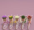 Set of old retro bicycles with multicolored flowers in baskets stand in a row on a purple background. Copy space. 3D render. Royalty Free Stock Photo