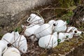 Set of old and unused wine demijohns left at random in a vineyard. Royalty Free Stock Photo