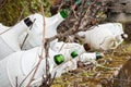 Set of old and unused wine demijohns left at random in a vineyard. Royalty Free Stock Photo