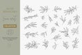 A set of Olive Branches in a Modern Linear Minimal Style. Vector Illustrations of Branches With fruits and Leaves