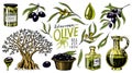 Set of Olive oil and branch of trees. Organic vegetarian product in bottle. Green plant for healthy diet. Black fruit