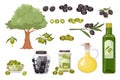 Set Olive Products, Branches, Tree and Oil in Jug and Bottle. Green or Black Olives and Oil, Ripe Fruits, Natural Food Royalty Free Stock Photo