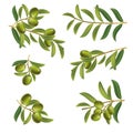 Set of olive twigs green on a white background. Berries and leaves.