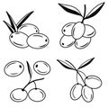 Set of olives on branch icons. Illustrations. Contour liner sketch. Idea for decors, logo, patterns. Isolated vector art. Royalty Free Stock Photo