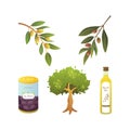 Set olives fruit. Olive oil bottle, tree branch vector illustration in cartoon style. Royalty Free Stock Photo