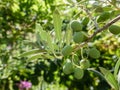 Set of olives or green olives at the beginning of their fruit set on the branches of an olive tree Olea europaea Royalty Free Stock Photo