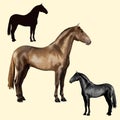 Set of one realistic black silhouette and two isolated processed color images of beautiful horses Royalty Free Stock Photo