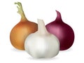 Onion, garlic. Isolated image. Realistic style.