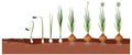 Set of onion plant growing steps isolated Royalty Free Stock Photo
