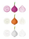 Set onion. There are three varieties of onions - red, brown and white. Whole and cut vegetables. Vector illustration isolated on a
