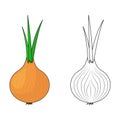 Set Onion. A whole onion with green feathers. Flat simple design. Isolated on a white background. Royalty Free Stock Photo