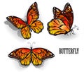 Set of orange butterflies monarchs Royalty Free Stock Photo