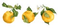Set of orange citrus fruits with flowers and buds on the branches with leaves Royalty Free Stock Photo