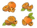 Set of orange fruit isolated on white. Different type of pieces.