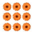 Set of orange gerbera flowers isolated on white. Royalty Free Stock Photo