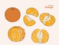 Set of orange , hand draw sketch vector.