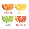 Set orange, lemon, lime, grapefruit. Slices of citrus fruits in a realistic style. Royalty Free Stock Photo