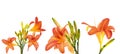 Set of orange lily flowers isolated on white background