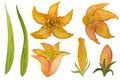 Set of orange lily flowers isolated on white background. Royalty Free Stock Photo