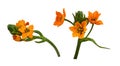 Set of orange ornithogalum flowers and buds