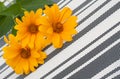 Set of 3 orange Osteospermum Daisy or Cape Daisy flowers on decorative tablecloth, napkin striped background. Close-up Royalty Free Stock Photo