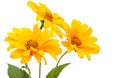 Set of 3 orange Osteospermum Daisy or Cape Daisy flowers. Isolated over white background. Close-up Royalty Free Stock Photo