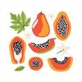 Set orange papaya with leaves and flowers. Collection hand drawn whole and sliced fruit of tropical fruit with flesh, seeds.