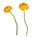 Set of orange ranunculus flowers