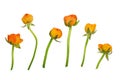 Set of orange ranunculus flowers