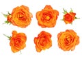 Set of orange rose flower and leaves Royalty Free Stock Photo