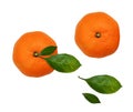 Set of orange tangerines and leaves Royalty Free Stock Photo