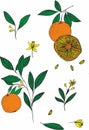 Set with oranges. Citrus tree branch collection. Vector elements isolated on white background Royalty Free Stock Photo