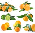 Set of oranges and lime Royalty Free Stock Photo