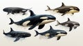 Set of orca killer whales white background