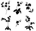 Set of Orchid branch silhouette