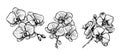 set with orchid flowers. Black and white vector Royalty Free Stock Photo