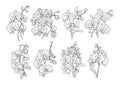 Set of orchid flowers and bouquets line art vector Royalty Free Stock Photo