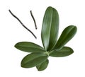 A set of orchid leaves, stem, branch and buds isolated