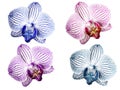 Set Orchids blue-white pink-white violet-white turquoise-white flowers. isolated on white background with clipping path. Closeup Royalty Free Stock Photo