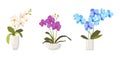 Set of Orchids in Flowerpots Isolated on White Background. Different Types of Tropical or Domestic Colorful Blossoms Royalty Free Stock Photo