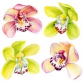 Set orchids flowers, tropical flora on isolated white background, watercolor painting, botanical illustration clipart Royalty Free Stock Photo