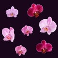 Set of orchids isolated on dark purple background. Orchid flowers for design. Royalty Free Stock Photo