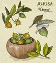 Set of organic Jojoba fruit Royalty Free Stock Photo