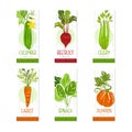 Set of organic vegetable juice labels. Cucumber, beetroot, celery, spinach, pumpkin, carrot badges vector illustration Royalty Free Stock Photo