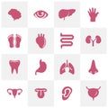 Set of Organs logo concept vector template. Internal Organs Related Vector Line Icons. Contains such Icons as Human anatomy. Royalty Free Stock Photo